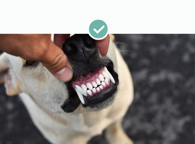 Tales & Tails LammTastisch InsZähniert