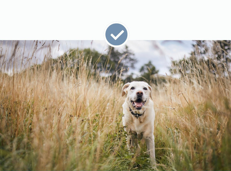 Tales & Tails ZKN-Snack, 325g