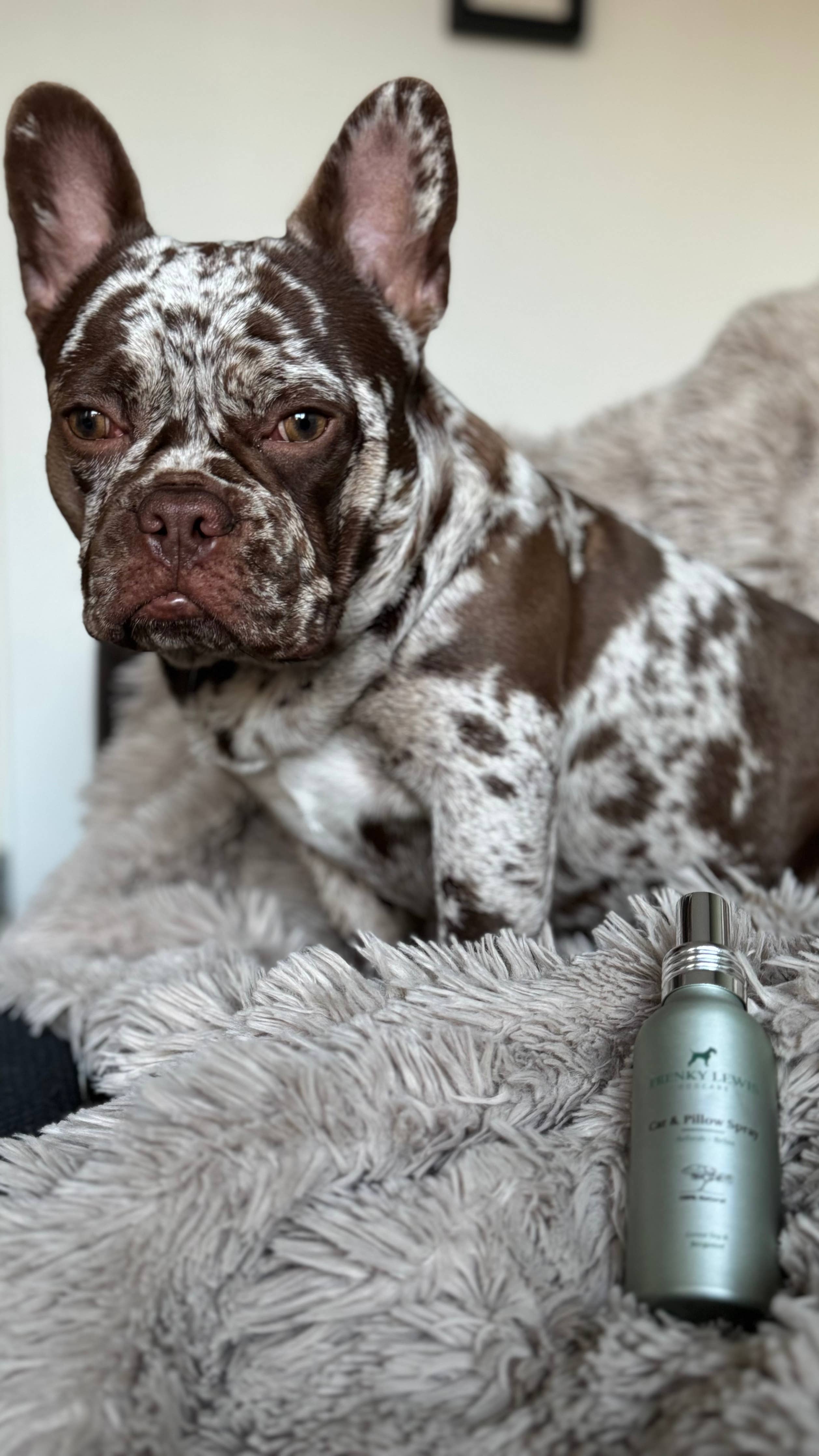 Trockenshampoo & Conditioner Weißrose, Lavendel, Ylang - 150 ml