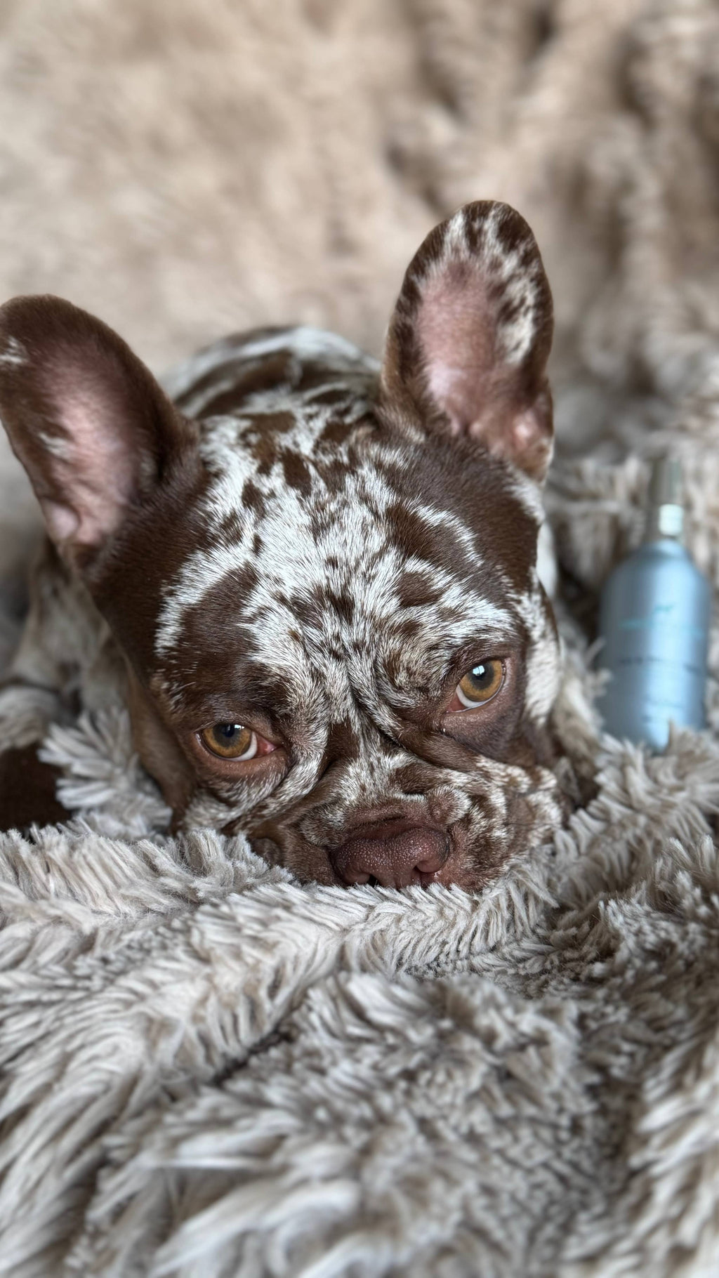 Car- und Kissenspray – Grüner Tee & Bergamotte – 100 ml