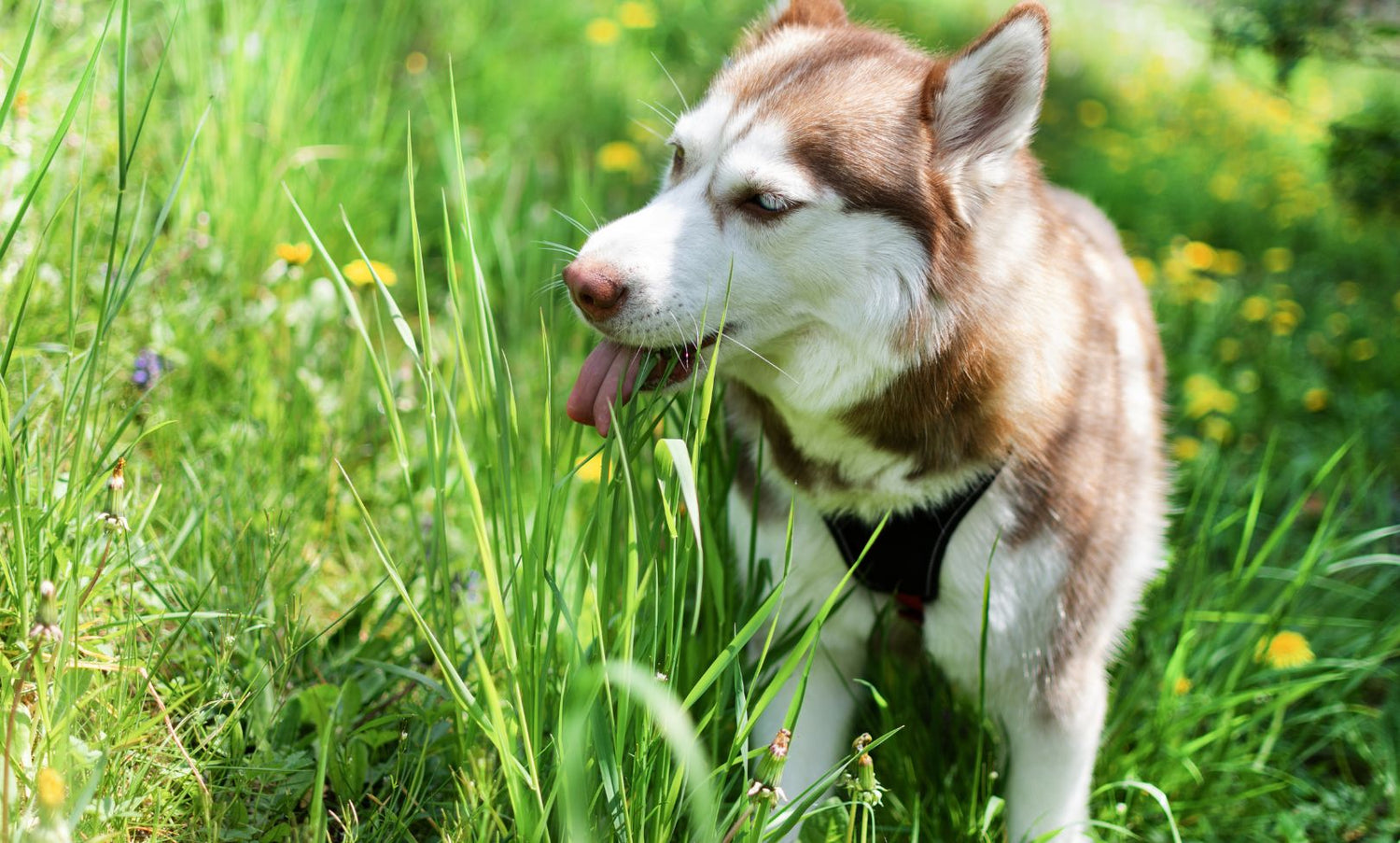 Tales & Tails ZKN-Snack, 325g