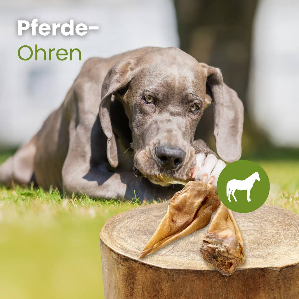 Pferde-Ohren