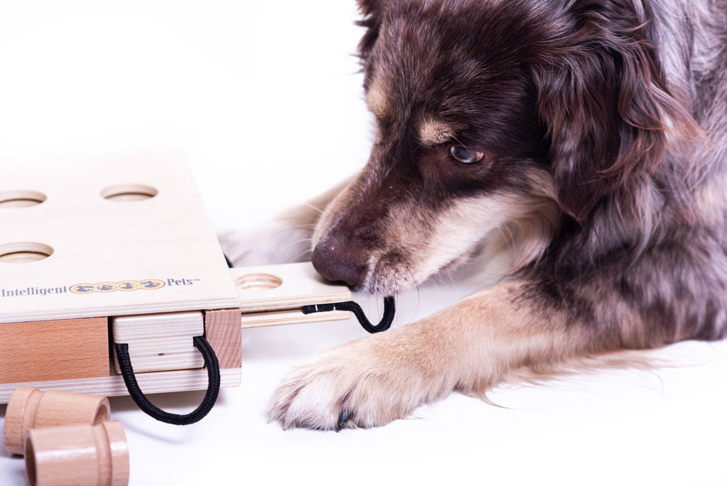 IPet - Smart Dog