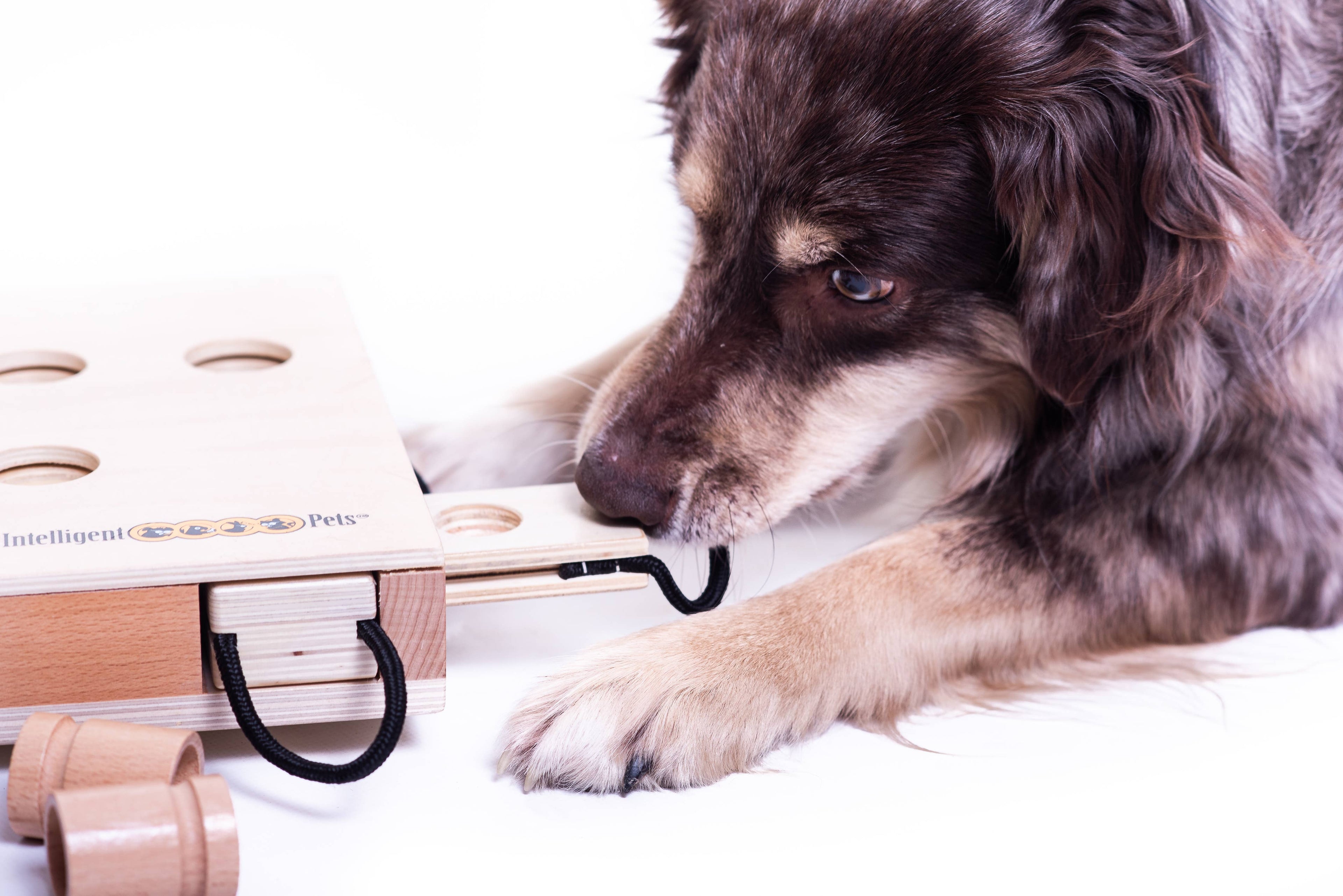 IPet - Smart Dog