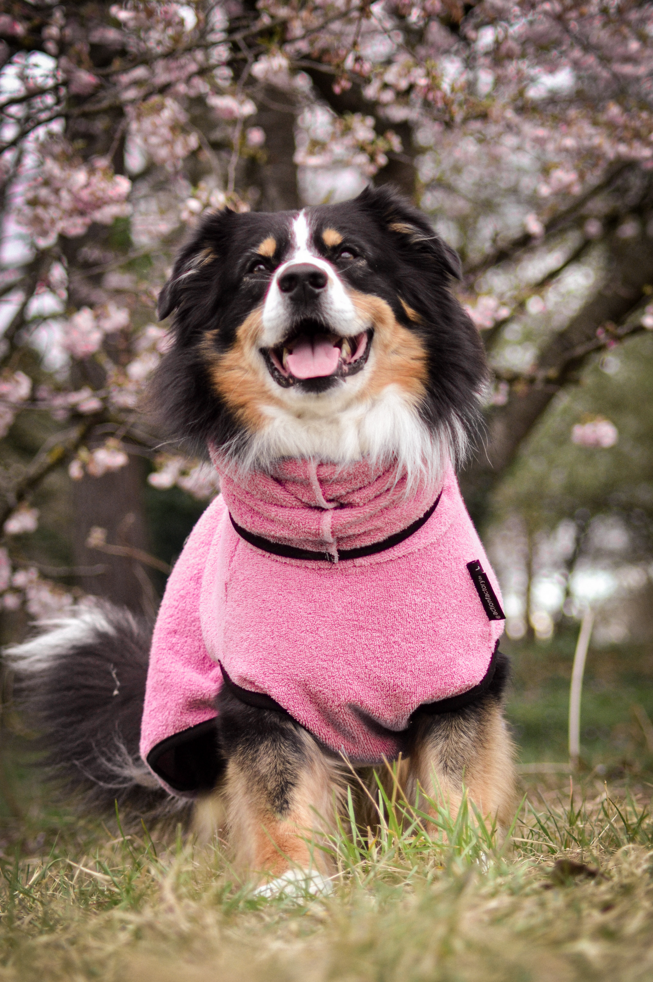 Hundebademantel - Dryup® cape (48-74cm Rückenlänge)