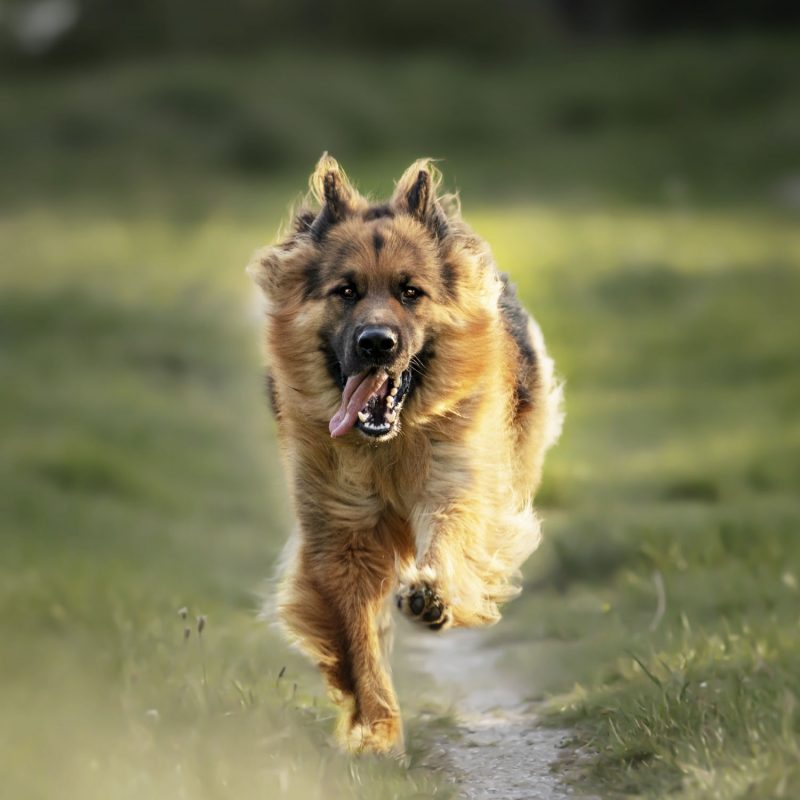 Paws&Patch Garten Menü 1, 500g