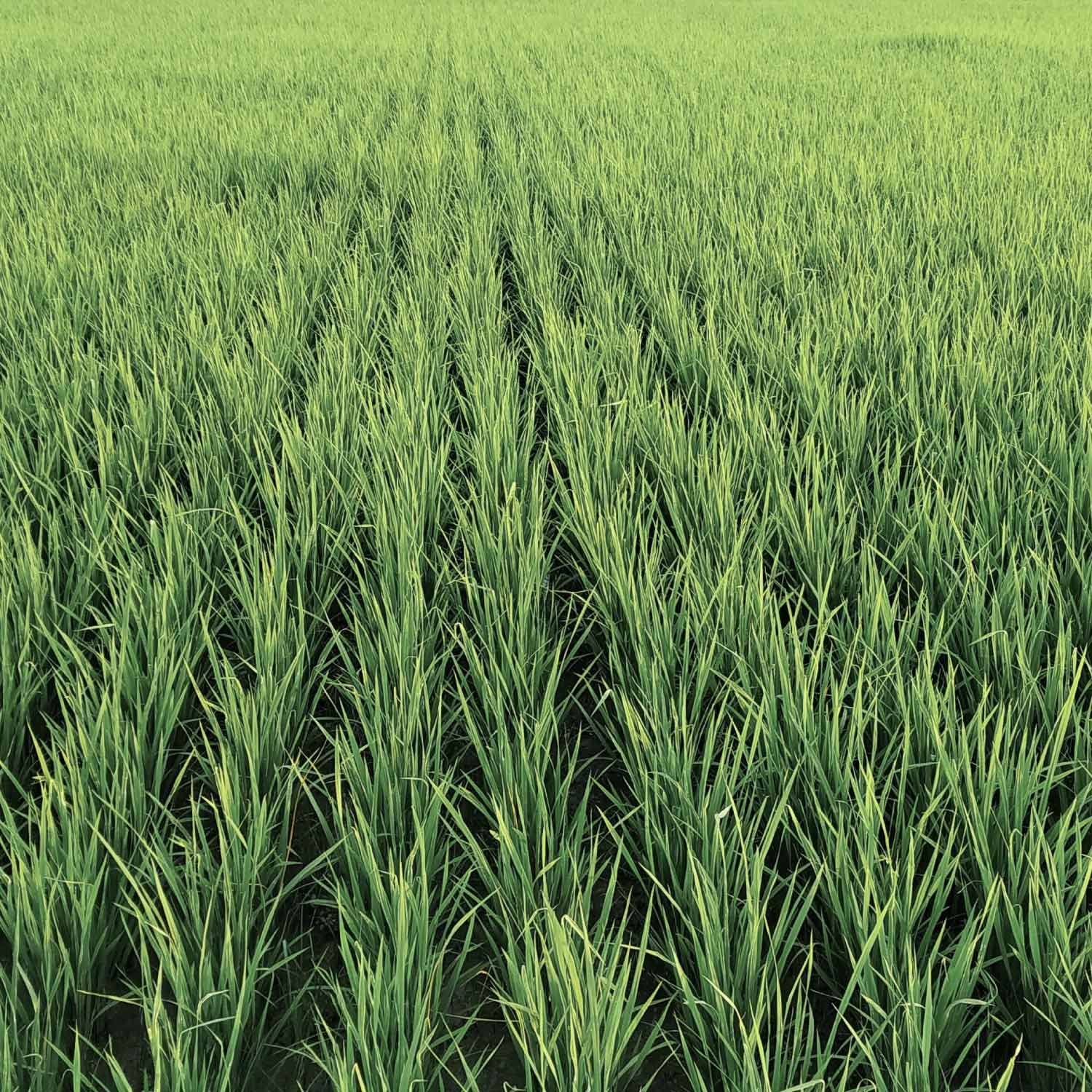 Paws and Patch Reisflocken 500g