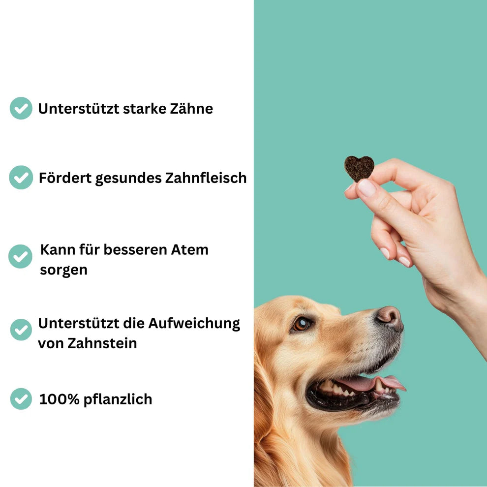 Snoggos Hollywood Smile