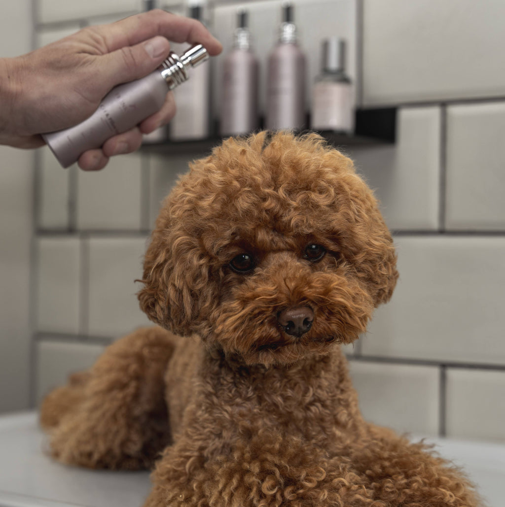 Anti-Geruchsspray – Weisse Rose, Lavendel, Ylang-Ylang – 100 ml