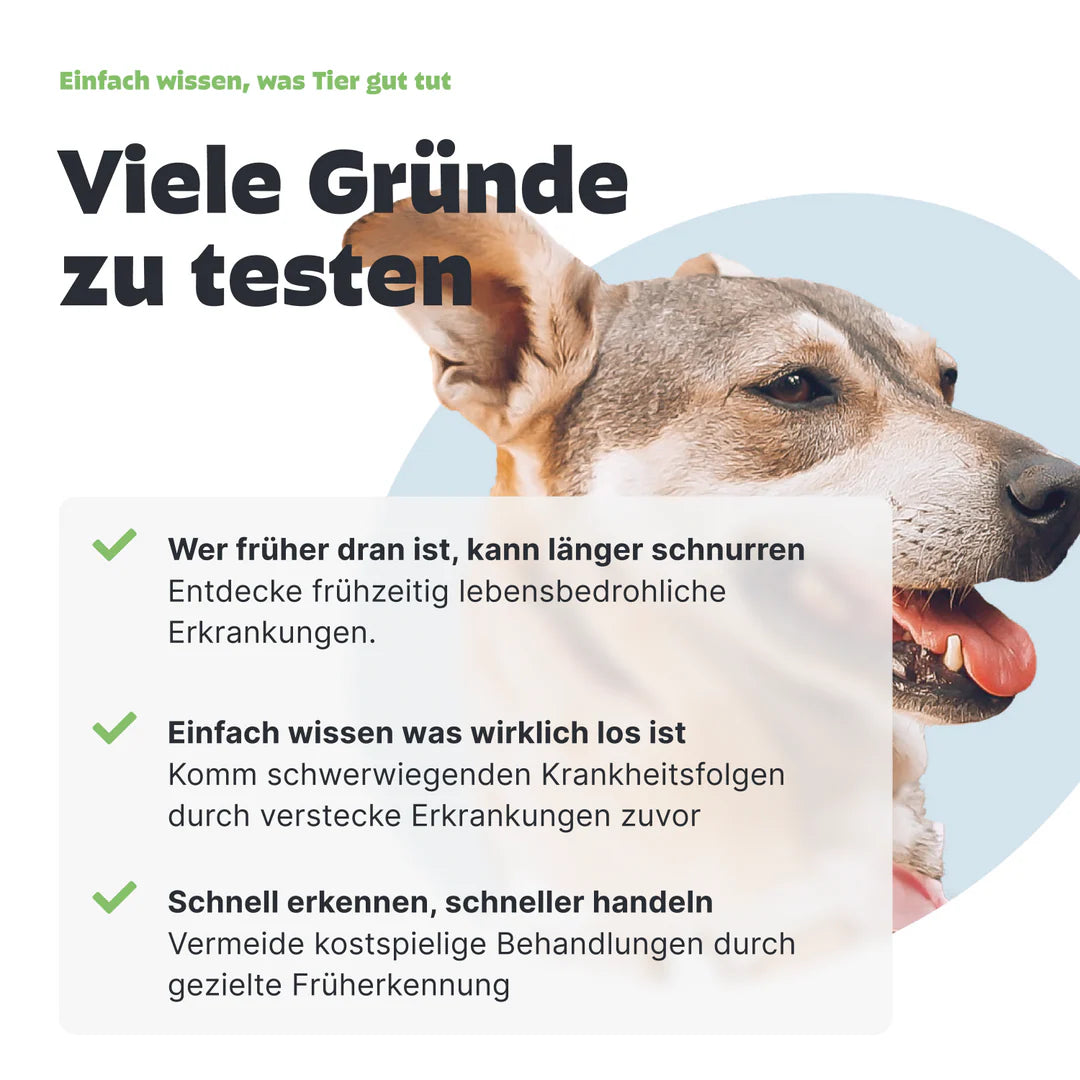 Pezz Urin-Test für Hunde