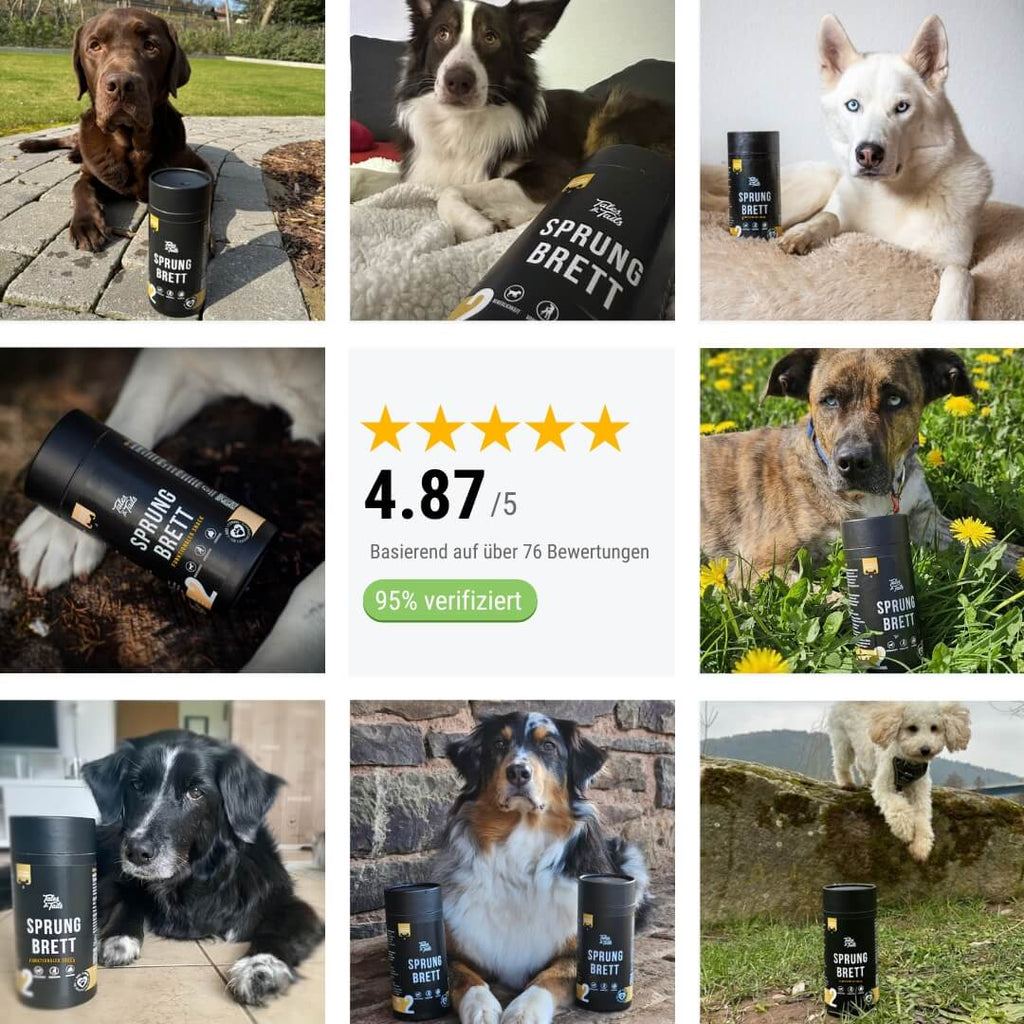 Tales&Tails Nr. 2 Sprungbrett