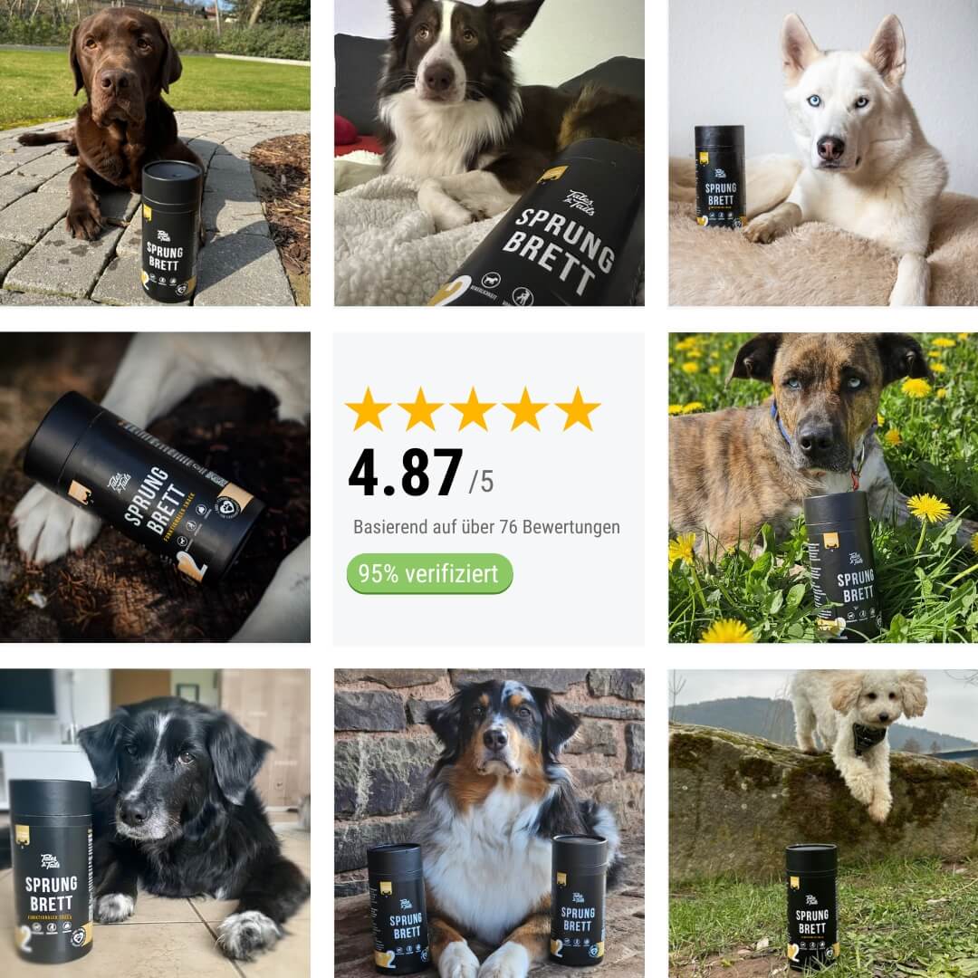 Tales&Tails Nr. 2 Sprungbrett