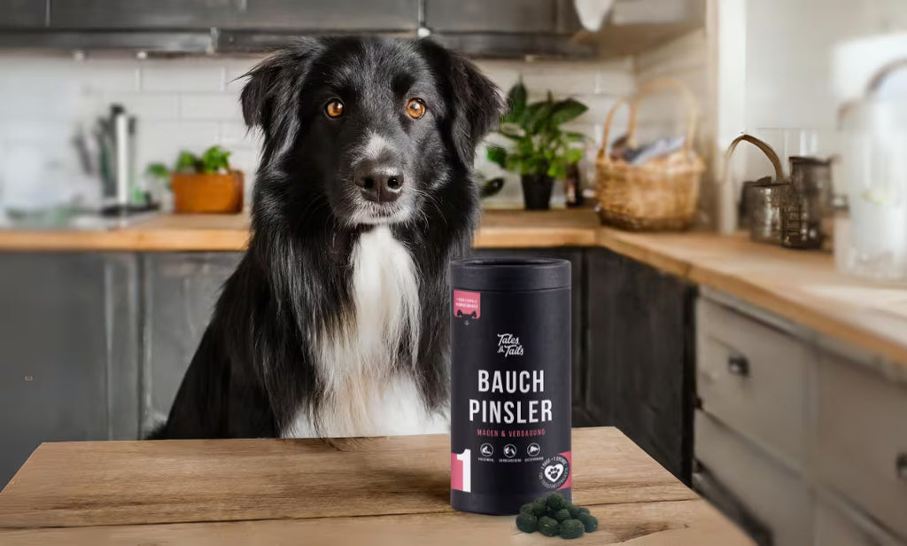 Tales&Tails Nr. 1 Bauchpinsler