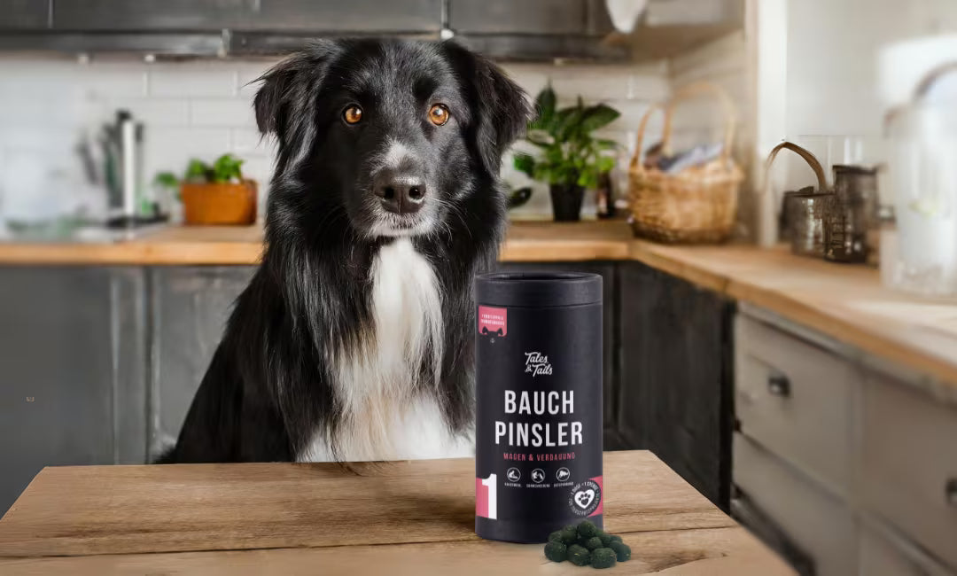 Tales&Tails Nr. 1 Bauchpinsler