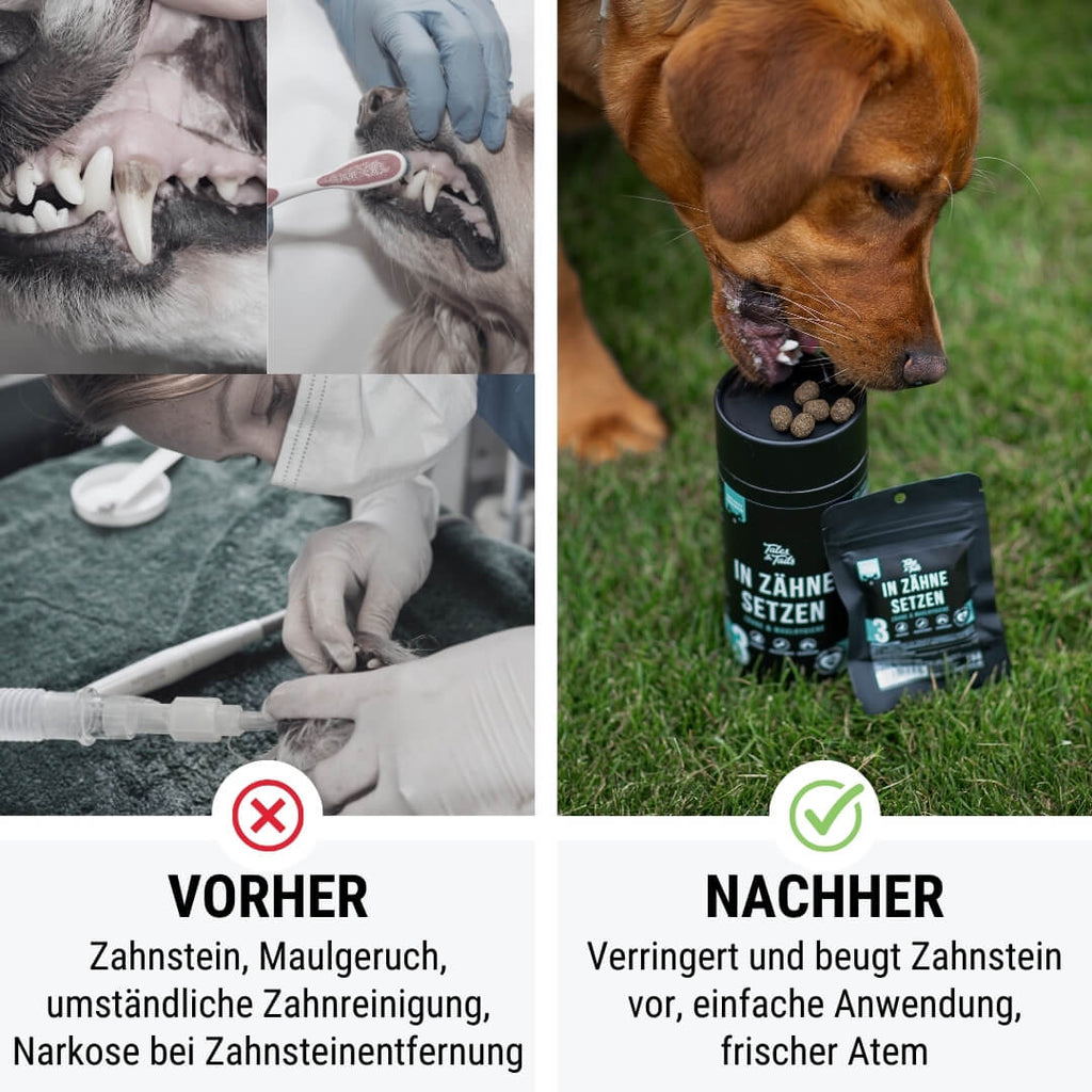 Tales&Tails Nr. 3 In Zähne setzen